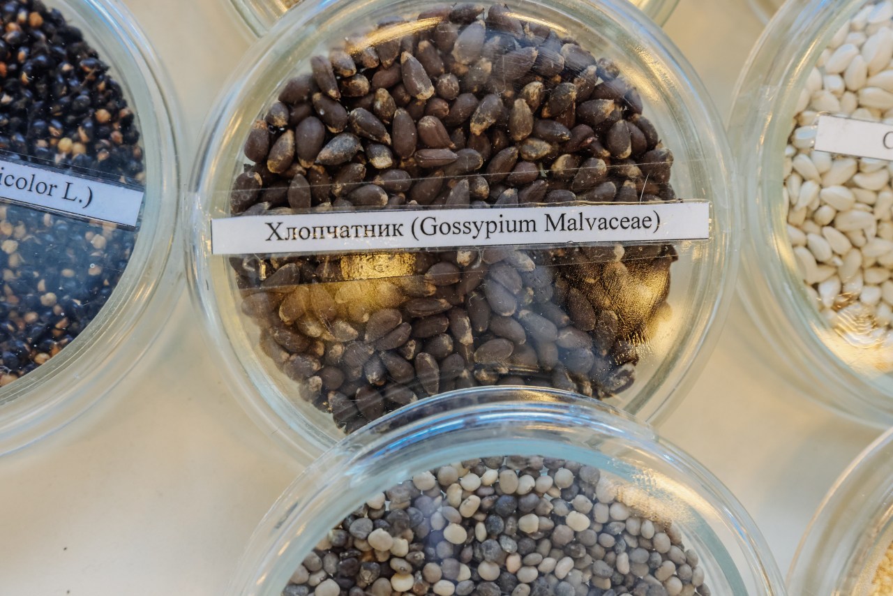 Семена в колбах